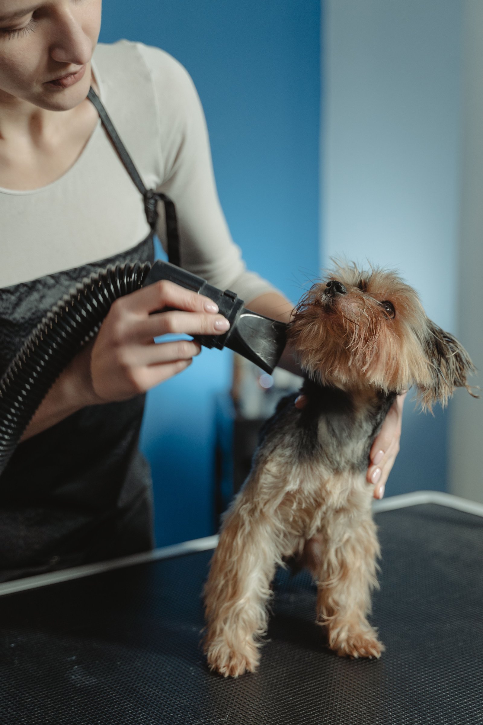 Dog being blow-dried and brushed out