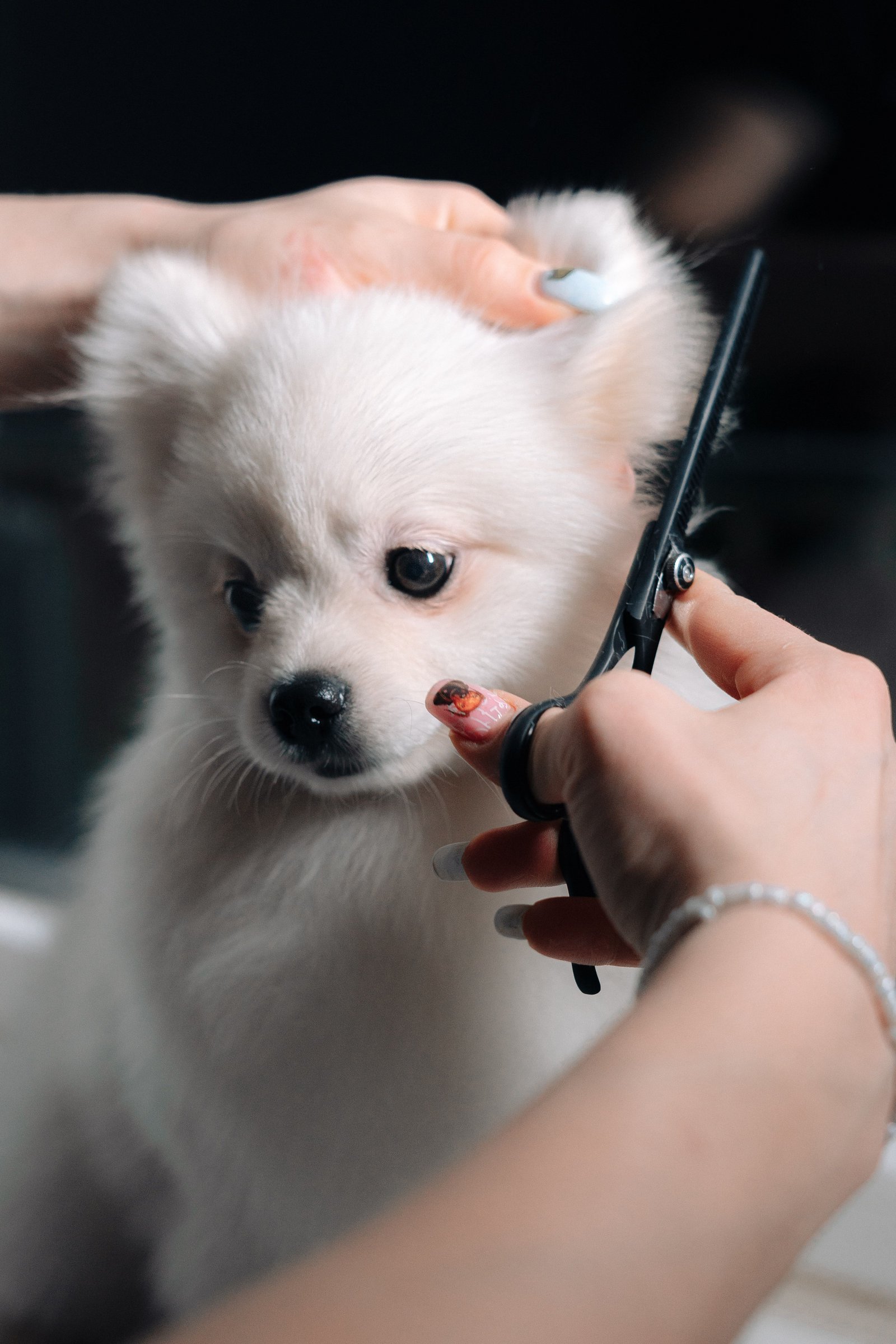 Dog getting a nail trim and ear cleaning