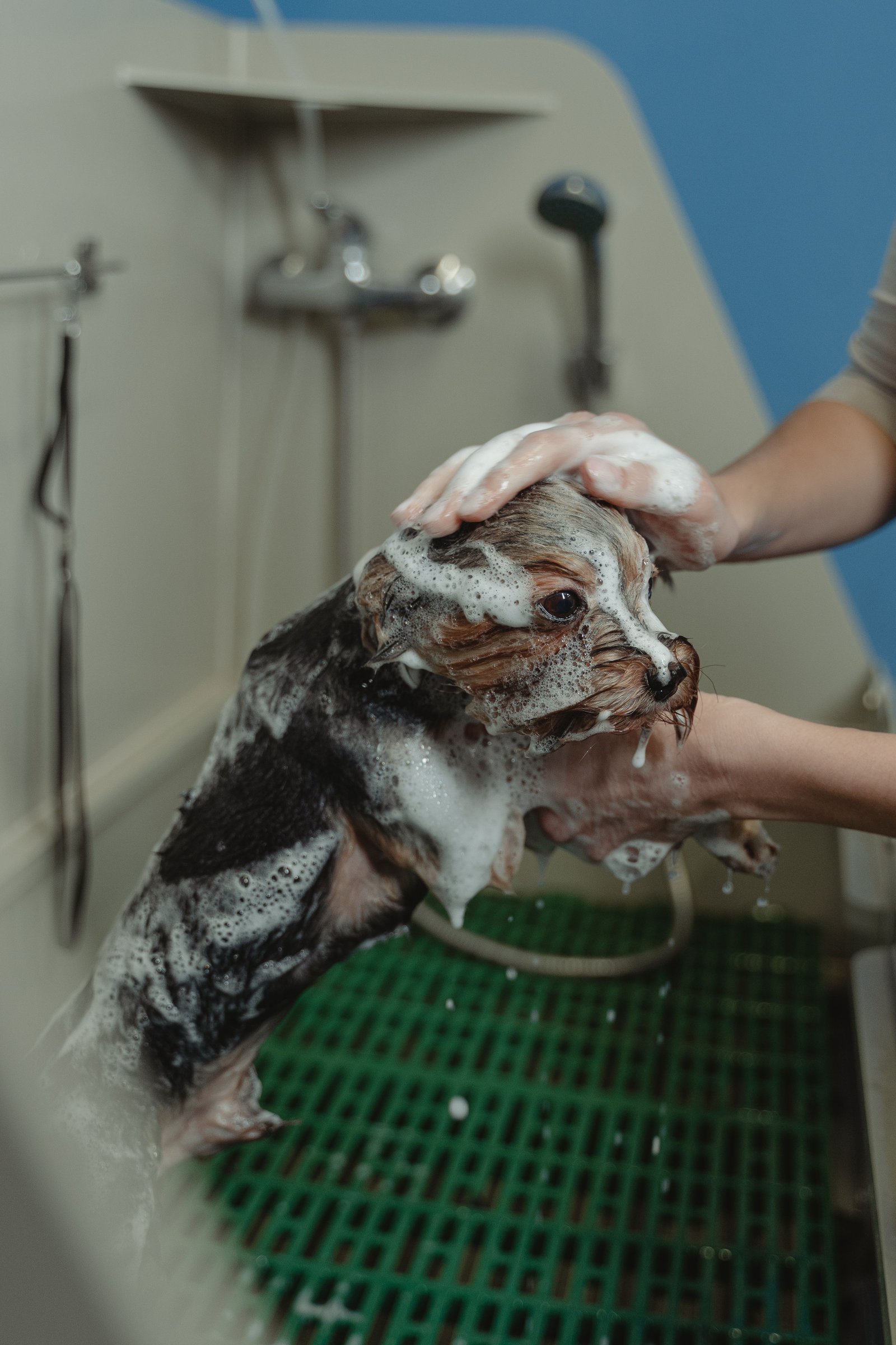 Dog receiving a warm bath and shampoo